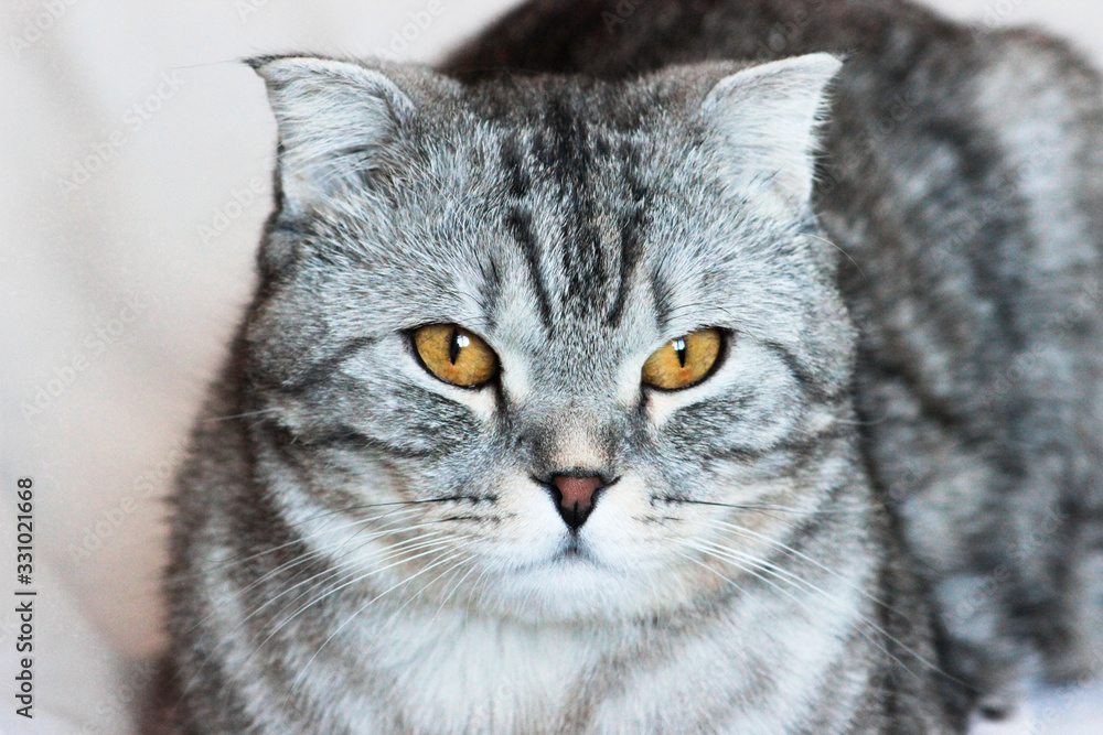 Portrait of grey scottish fold cat. Tabby shorthair kitten. Big yellow eyes. A beautiful background for wallpaper, cover, postcard. Isolated, close up. Cats concept.	
