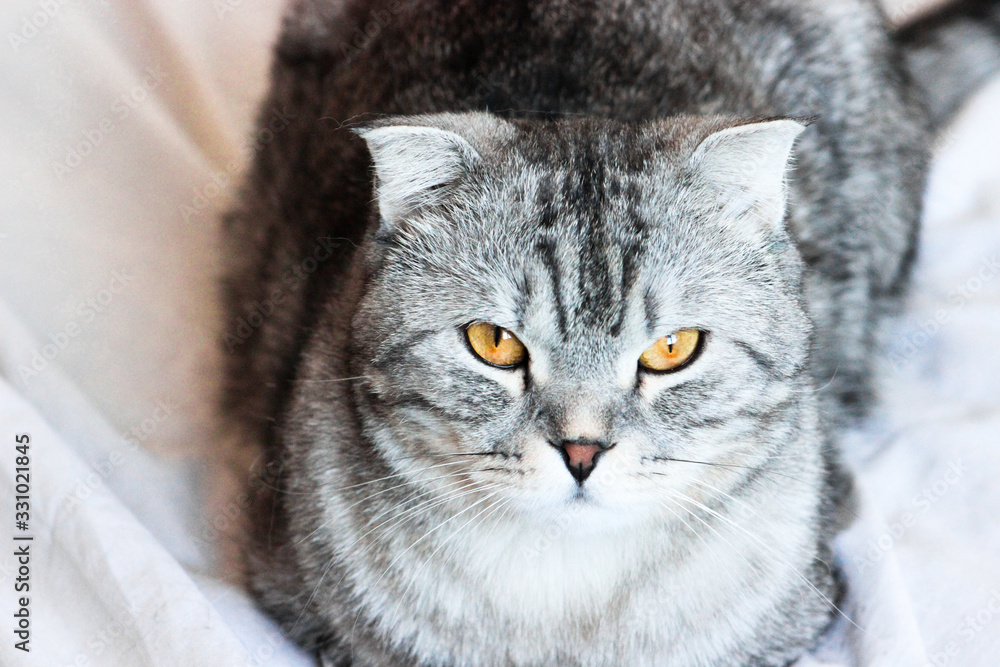Portrait of grey scottish fold cat. Tabby shorthair kitten. Big yellow eyes. A beautiful background for wallpaper, cover, postcard. Isolated, close up. Cats concept. Portrait of grey scottish fold cat. Tabby shorthair kitten. Big yellow eyes. A beautiful background for wallpaper, cover, postcard. Isolated, close up. Cats concept.