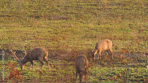 Herd hog deer (Axis porcinus) walking eating grass in forest in the morning time. Animal Wildlife, Nature background Asia Thailand. Slow motion photo