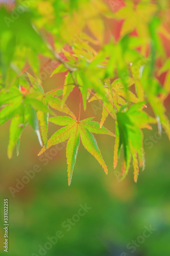 Natural background of Japanese maple leave close up in autumn season at Kyoto  Japan