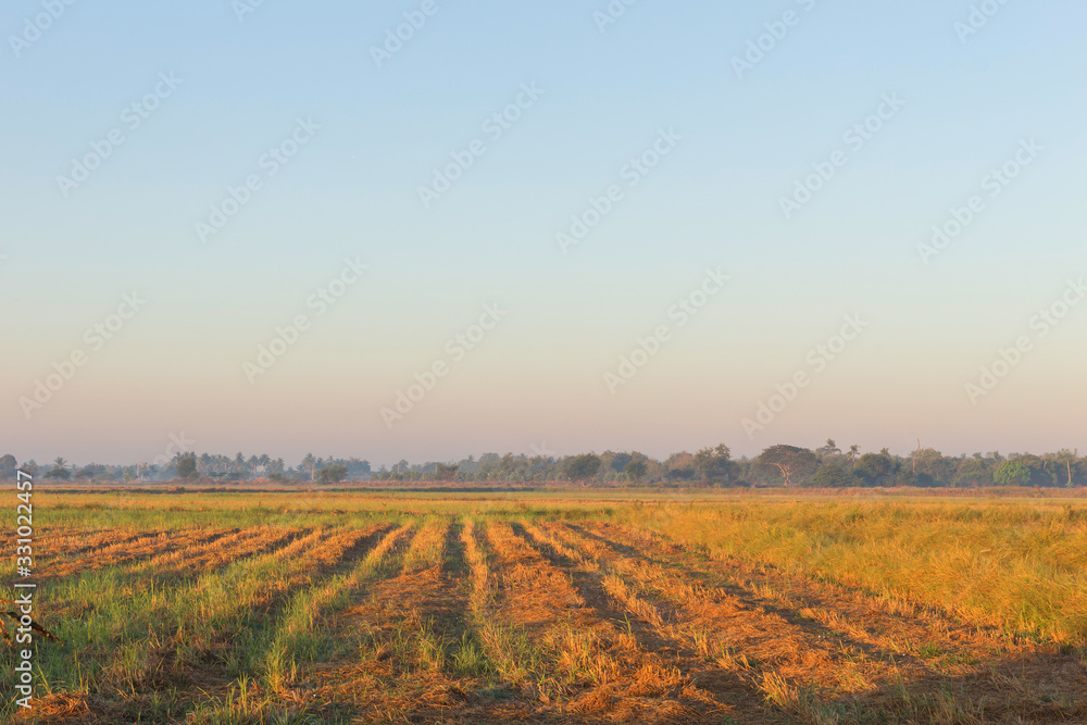 Spring paddy field background at morning surise landscape