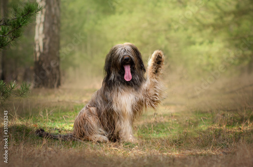 Fotografia briard dog french shepherd funny walk in spring forest
