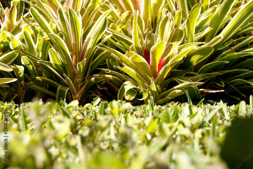 Obraz premium Palms and Plants