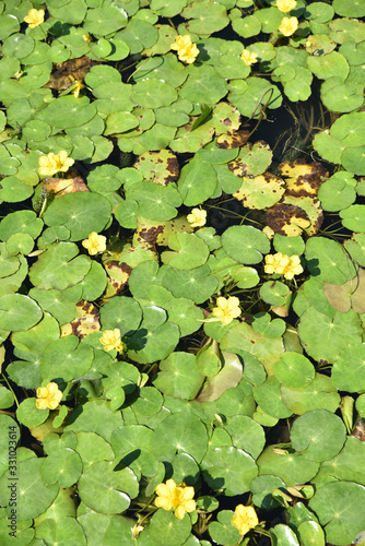 Fototapeta Petits nympheas jaunes