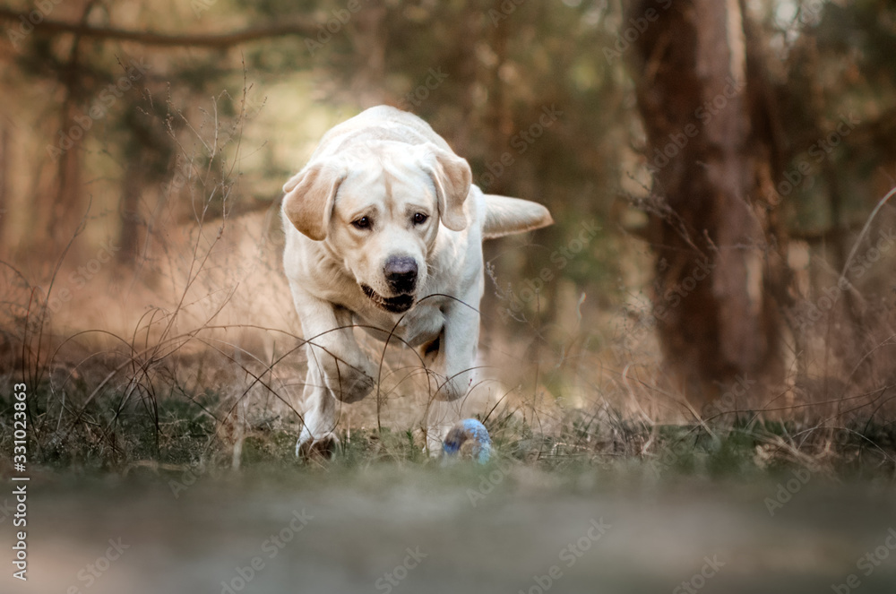 labrador retriever dog beautiful portrait funny walk in spring forest