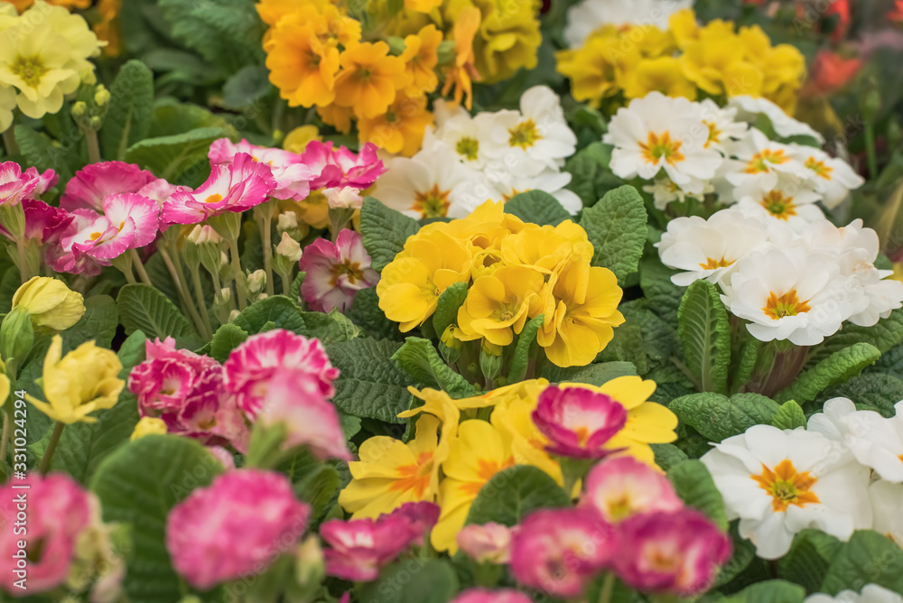 Multicolor Primrose is one of the first flowers to blossom in spring . Multicolor Primrose is one of the first flowers to blossom in spring .