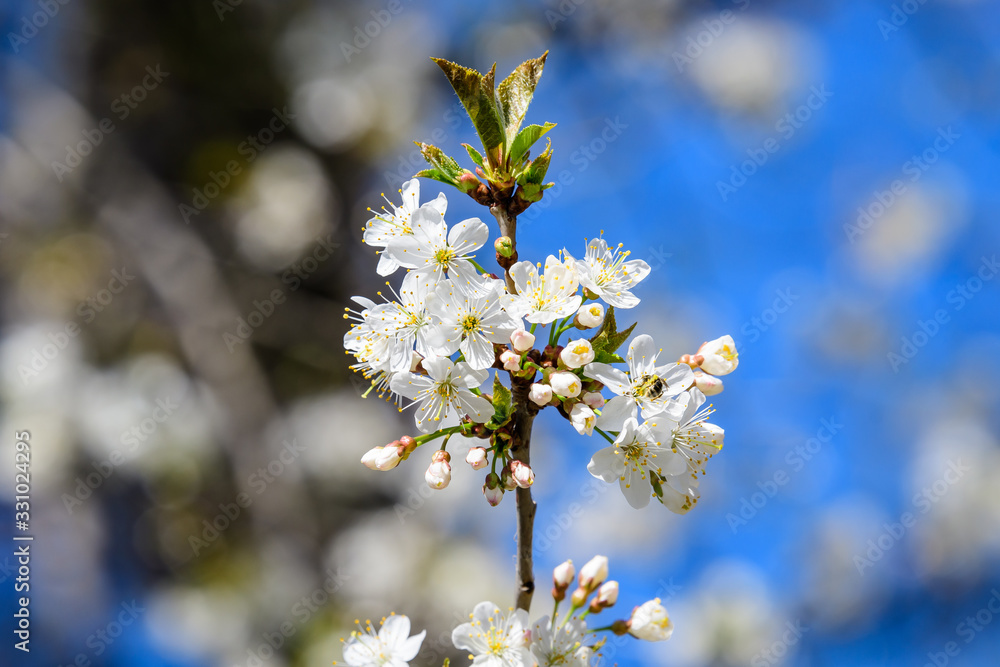 Close up of a branch with white cherry tree flowers in full bloom with blurred background in a garden in a sunny spring day, beautiful Japanese cherry blossoms floral background, sakura Close up of a branch with white cherry tree flowers in full bloom with blurred background in a garden in a sunny spring day, beautiful Japanese cherry blossoms floral background, sakura