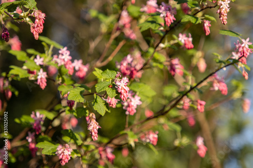 blooming pink flowers in the garden