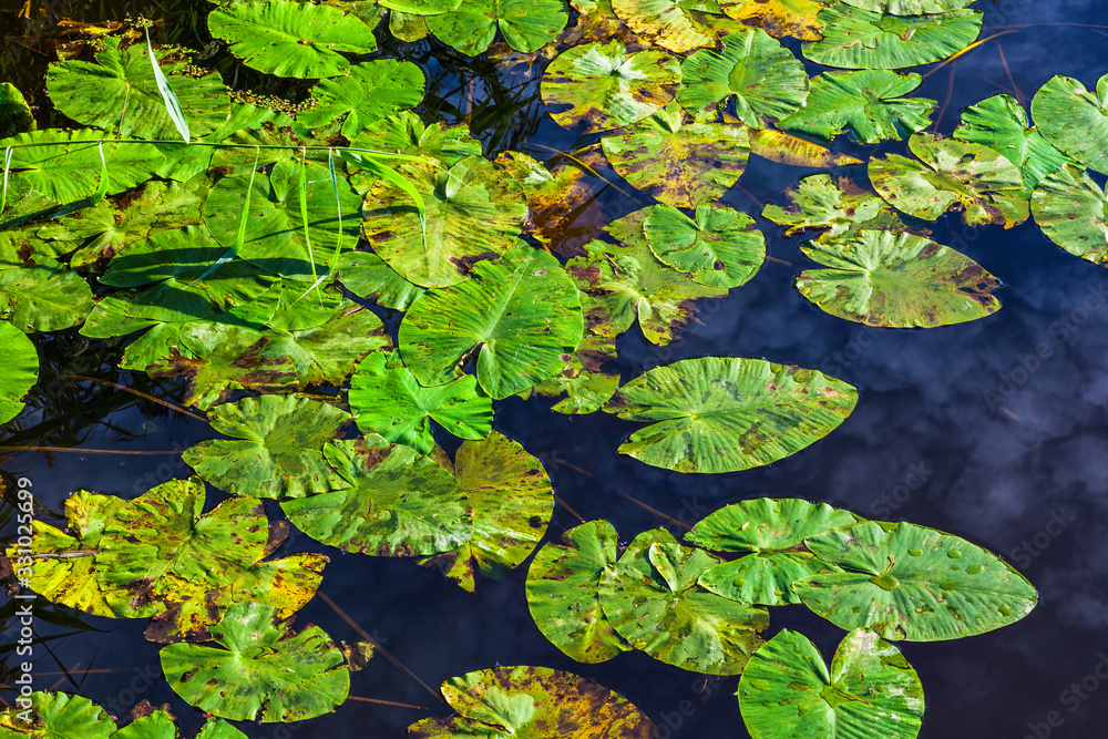 Green Lily pads floating on the water Green Lily pads floating on the water