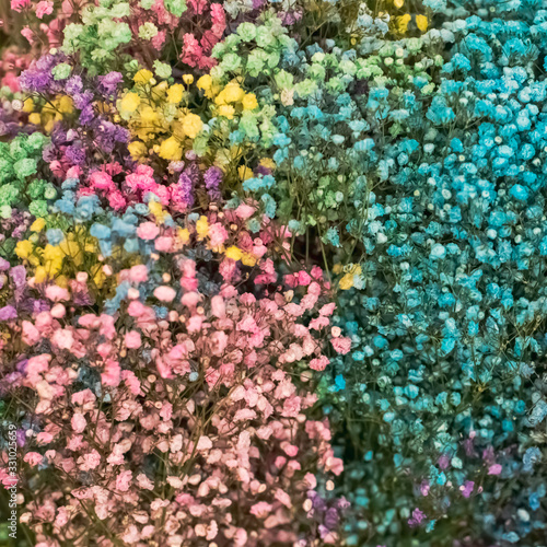 Multi-colored gypsophila pink, yellow, blue. International Women's Day. © Irina