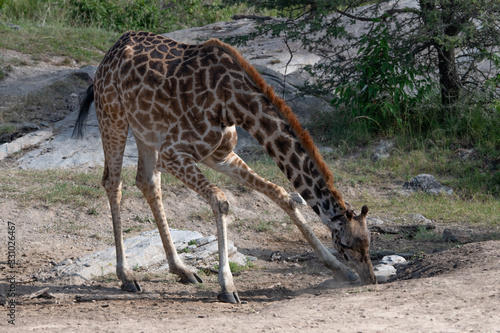 giraffe bending down at a salt lick in the Masai Mara