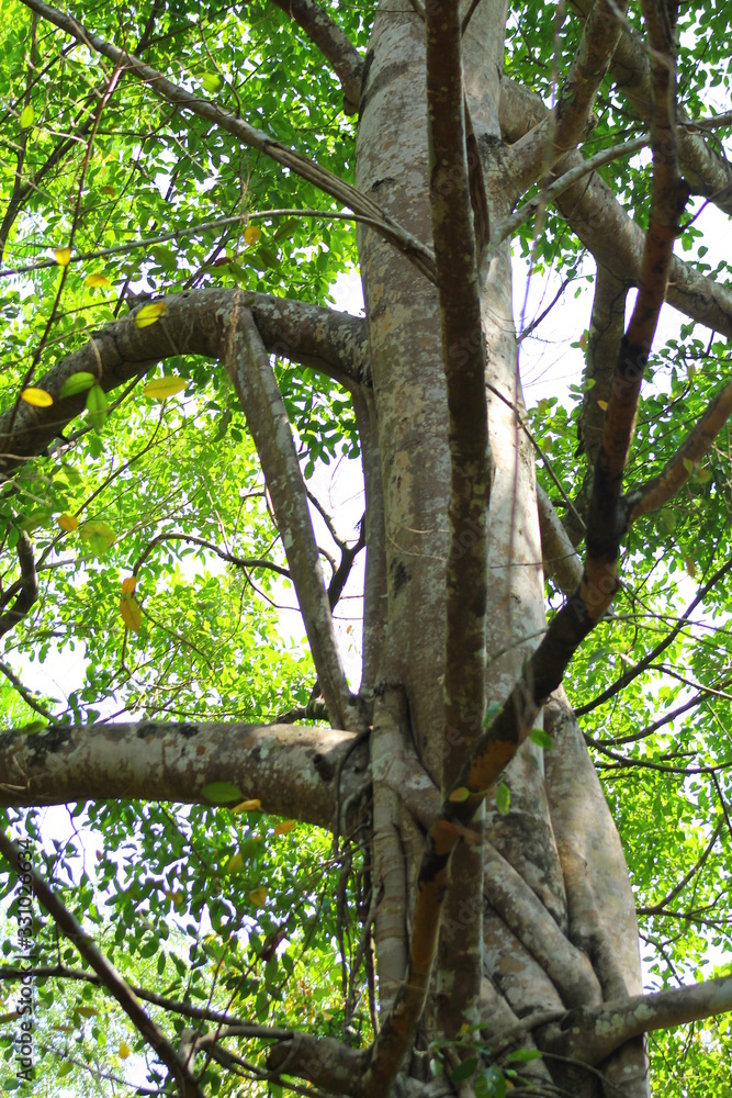 Fototapeta premium tree