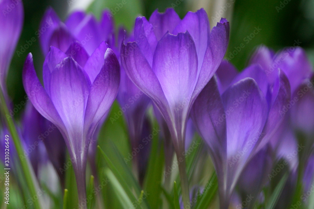 Farbenpracht in lila kündigt den Frühling an Farbenpracht in lila kündigt den Frühling an
