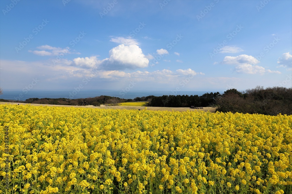 Obraz premium あわじ花さじき
