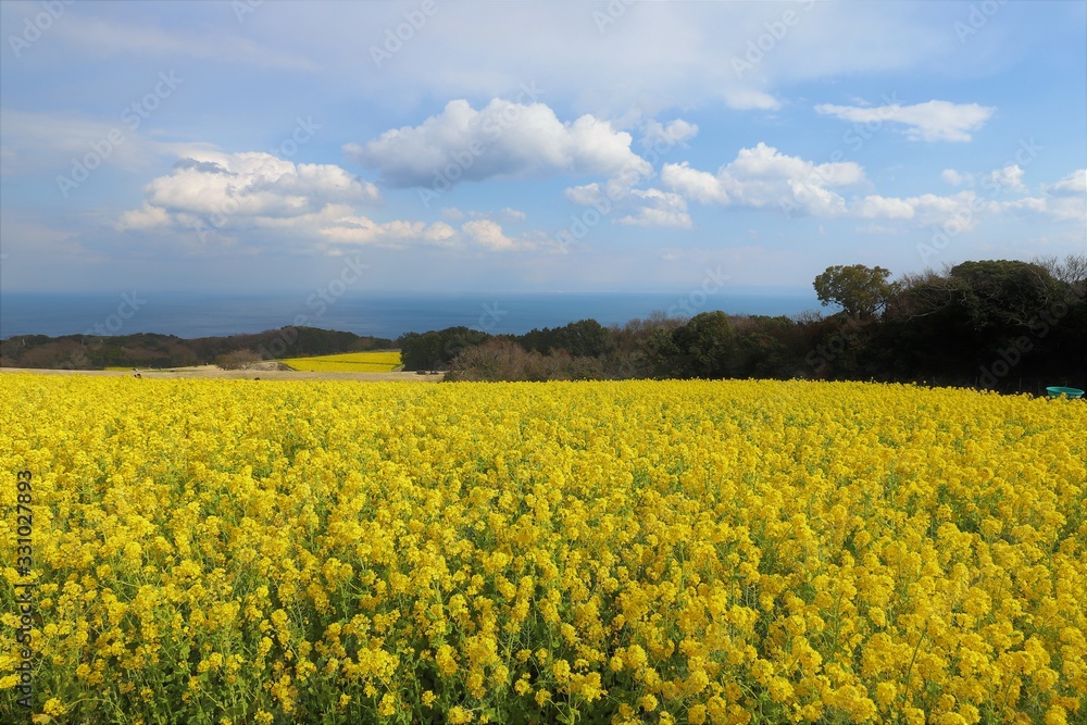 あわじ花さじき あわじ花さじき