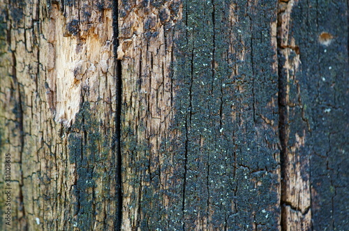 texture of bark of an old tree