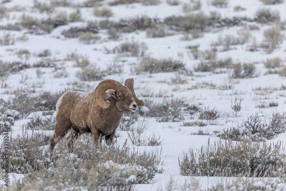 Naklejka premium Bighorn Sheep Ram in Winter in Wyoming