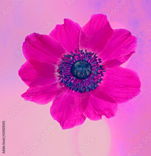 Purple anemone flower