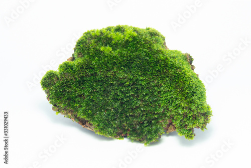 one green moss on white background. They were born on rocks in a tropical rain forest.