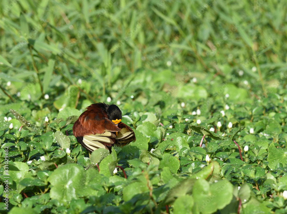 Fototapeta premium Oiseau d'eau au petit matin