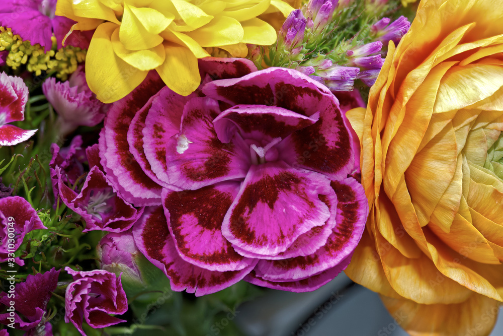 Carnation Carnation