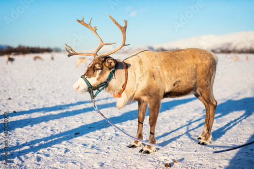 Reindeer in Northern Norway
