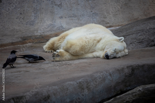 polar bear in zoo