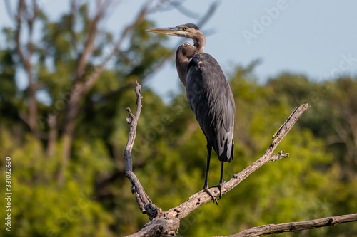 heron on a tree in the park