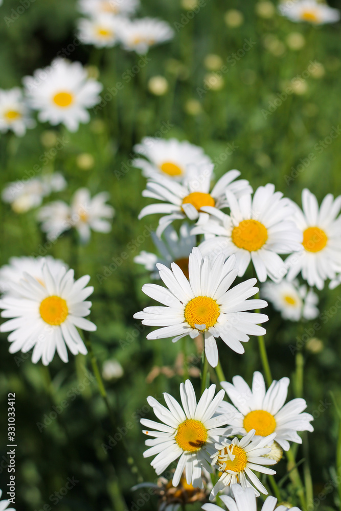 meadow with daisies, summer garden, background