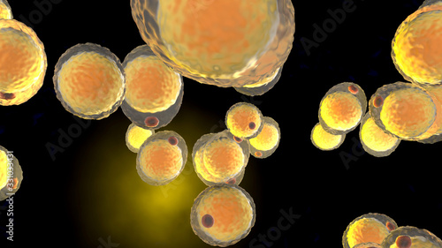 A cluster of Fat cells