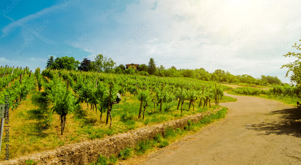 Fototapeta premium Landscape of vineyard on hill with grapes bushes, road and house of farm on top. Sunny day