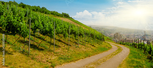 Landscape of vineyard on hill with grapes bushes and town in valley. Sunny day