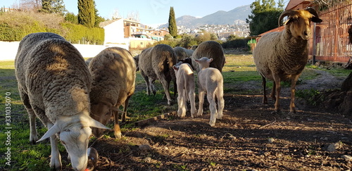 Sheep in nature on meadow. Farming outdoor. Mobile photography. photo