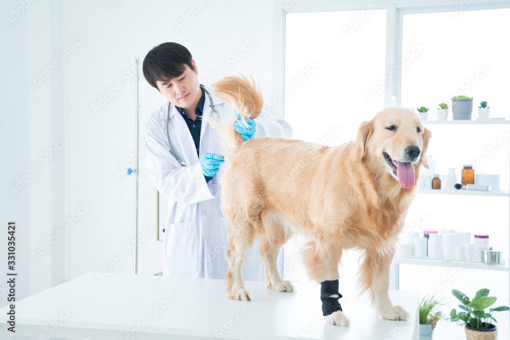 Veterinary concept. Veterinarian in the hospital. Vet examining Golden Retriever dog. Animal clinic. Pet check up and vaccination. Dog fever thermometer with digital thermometer.