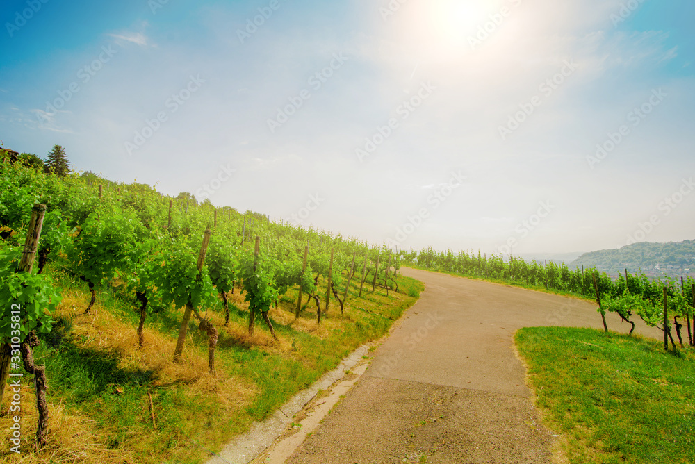 Naklejka premium Landscape of vineyard on hill with crossroad in center and grape bushes on both side in sunny day