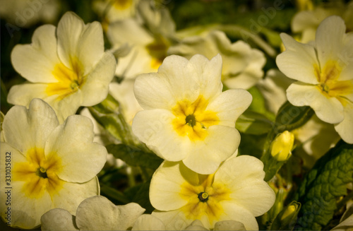 Light yellow beautiful blossoms of primroses in spring  closeup in backlight