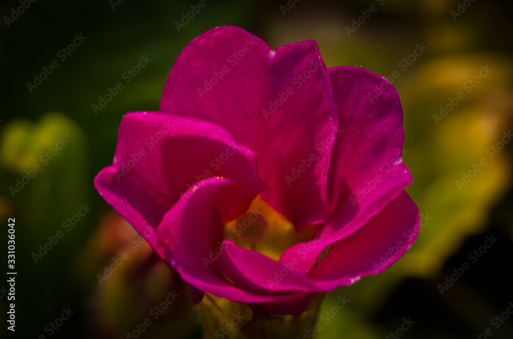 Beautiful purple blossoms of primroses in spring, closeup in backlight Beautiful purple blossoms of primroses in spring, closeup in backlight