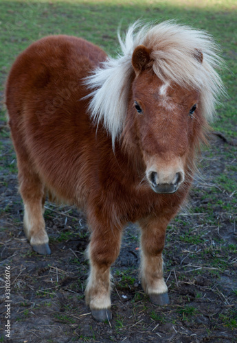 close up portrait of a small light brown Shetland pony
