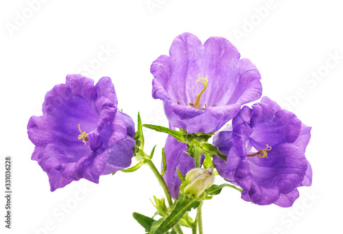 Fototapeta Naklejka Na Ścianę i Meble -  Flowers of purple digitalis.