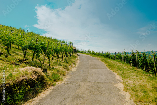 Landscape of vineyard on hill with grapes bushes and town in valley. Sunny day © Bohdan Petrushko