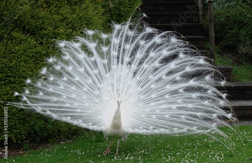 White Peacock displaying his fan-shaped tail feathers while standing on daisy-covered grass near a set of stone steps