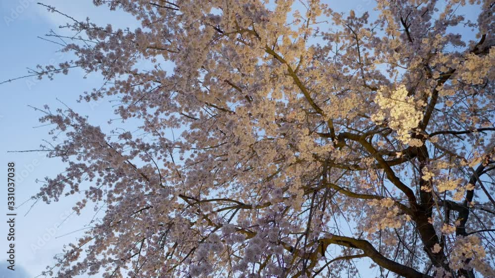 Blooming cherry (sakura) tree in Japanese park at evening. Blooming cherry (sakura) tree in Japanese park at evening.