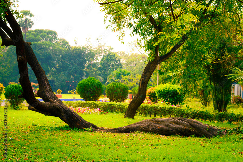 Naklejka premium Soil creep fallen tree with curved shape tree trunk lying on ground in Crooked Forest woodland environment. Curving branch plant root bend towards sun. Autumn fall garden front or back yard public par