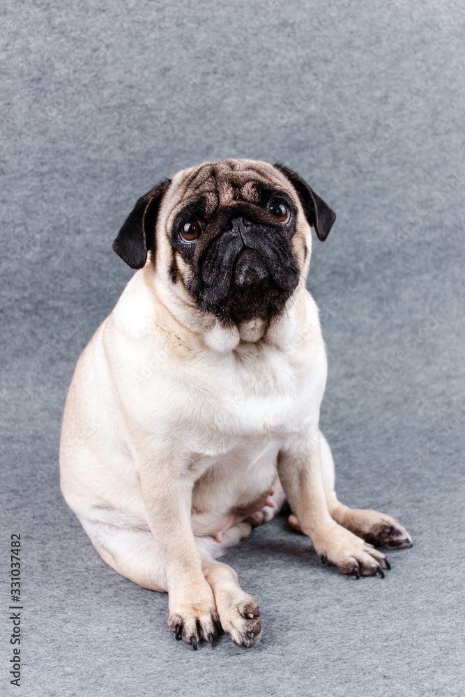 Pug dog with sad big eyes sits on a gray background and looks at the camera