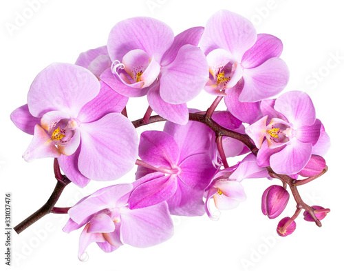 Fototapeta Naklejka Na Ścianę i Meble -  pink flower phalaenopsis orchid isolated on white background