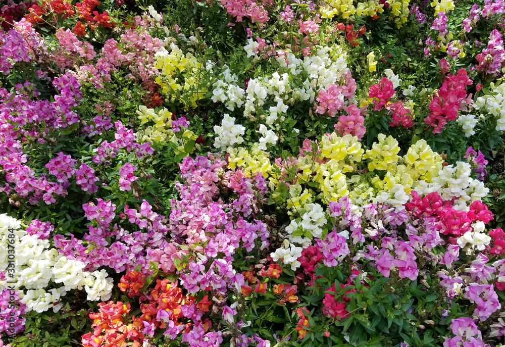 Multicolored floral background with a snapdragon flowerbed