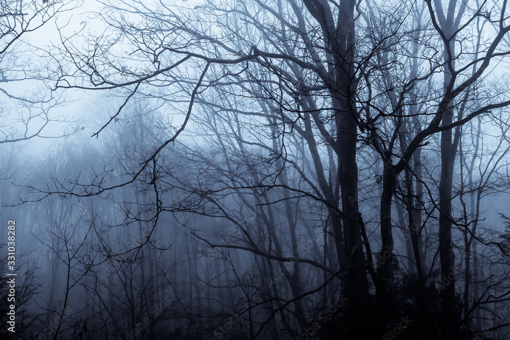 Mood Shadows of Silhouetted Trees in the Dark Misty Forest Mood Shadows of Silhouetted Trees in the Dark Misty Forest