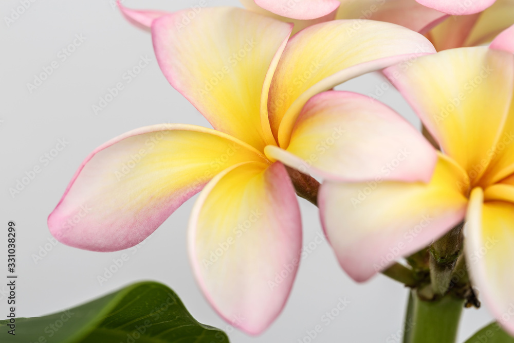 Fototapeta premium Plumeria