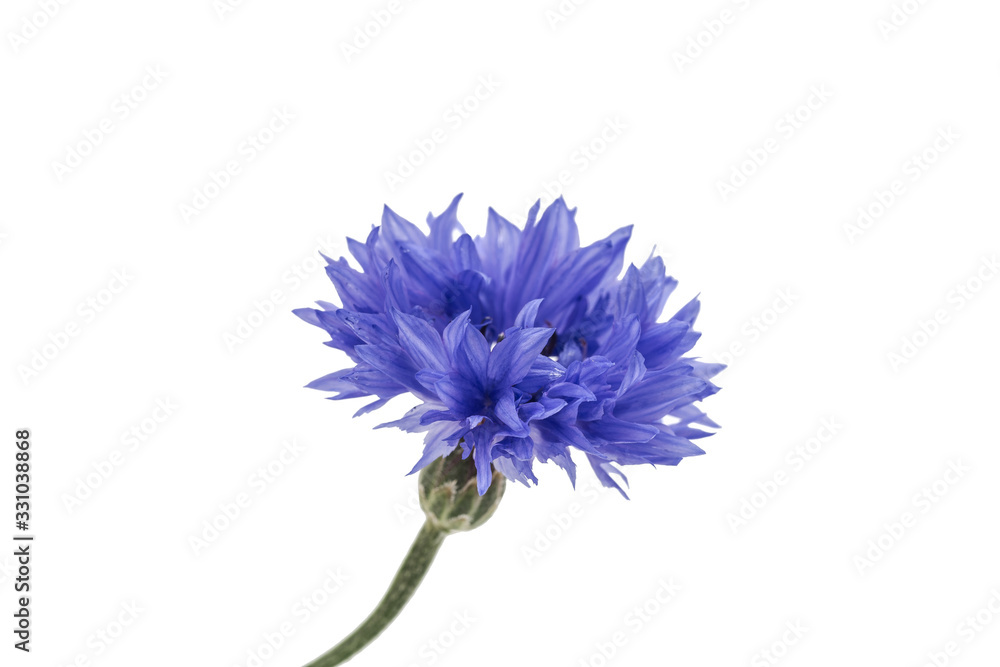 Blue Cornflower Blue Cornflower