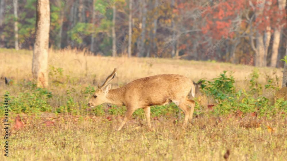 Close up Hog Deer (Axis porcinus) male eating grass in forest in the morning. Animal Wildlife, Nature Autumn background Asia Thailand. Slow motion Close up Hog Deer (Axis porcinus) male eating grass in forest in the morning. Animal Wildlife, Nature Autumn background Asia Thailand. Slow motion